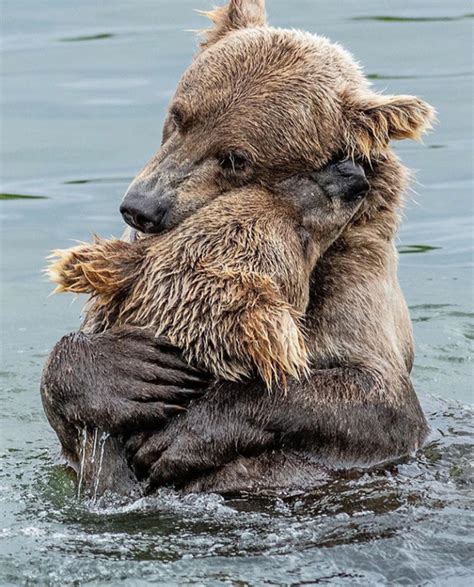 bear hugging position|Bear hug